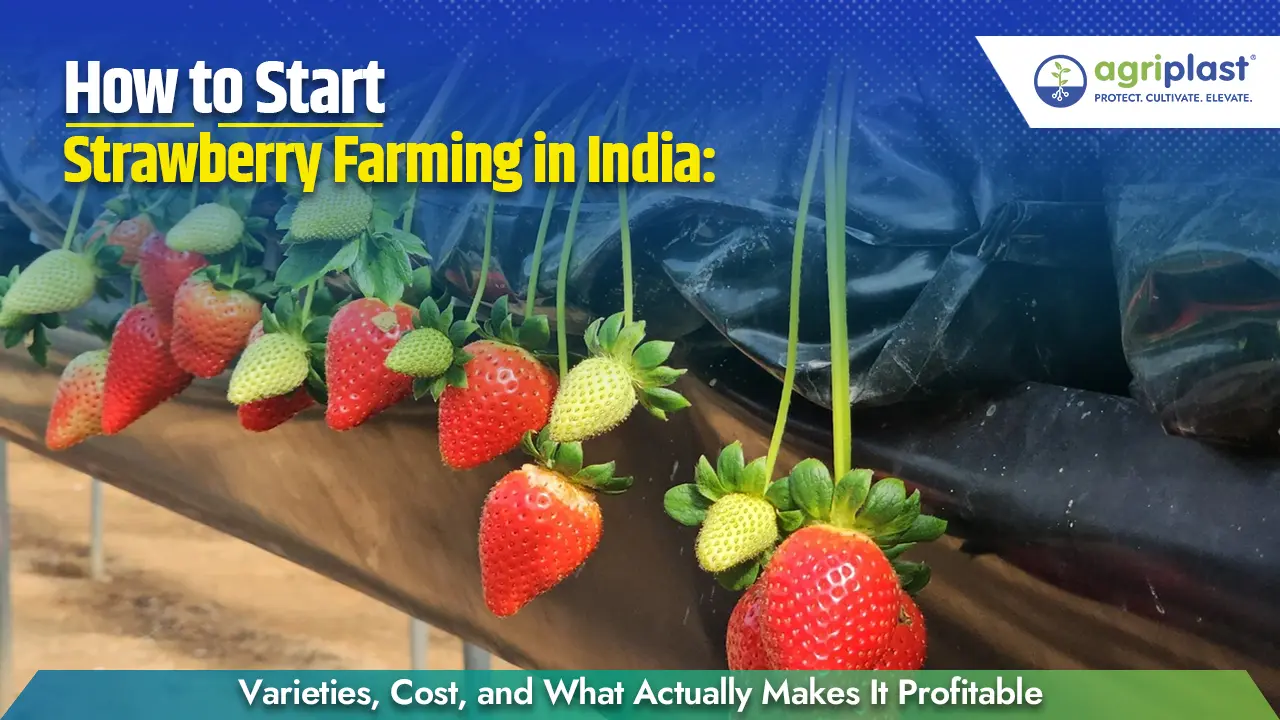 Strawberry farming in India &mdash; rows of plants on mulch film beds inside a polyhouse with Agriplast greenhouse film overhead